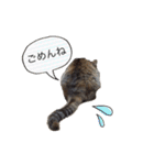 ほっぺたネコぴょこ（個別スタンプ：38）