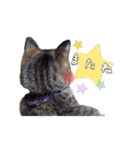 ほっぺたネコぴょこ（個別スタンプ：40）