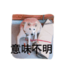 dogdogdoglove（個別スタンプ：7）