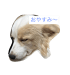 ボダコのあいさつ（個別スタンプ：1）