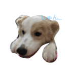 ボダコのあいさつ（個別スタンプ：3）