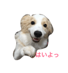 ボダコのあいさつ（個別スタンプ：4）