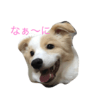 ボダコのあいさつ（個別スタンプ：5）