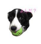 ボダコのあいさつ（個別スタンプ：6）