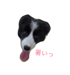 ボダコのあいさつ（個別スタンプ：8）