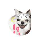 まろんの生活（個別スタンプ：5）