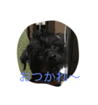 ピンプー（個別スタンプ：2）