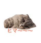 猫のみぃちゃん2（個別スタンプ：4）