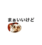 catcatcatlove（個別スタンプ：26）