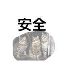 catcatcatlove（個別スタンプ：31）