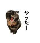 catcatcatlove（個別スタンプ：40）