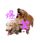 大好きこたうめ（個別スタンプ：12）