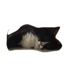 にゃんこฅ^•ﻌ•^ฅ（個別スタンプ：3）