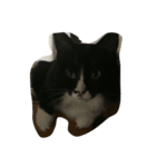 にゃんこฅ^•ﻌ•^ฅ（個別スタンプ：4）