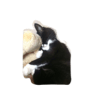にゃんこฅ^•ﻌ•^ฅ（個別スタンプ：5）