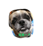 SI-ZU- Lover（個別スタンプ：1）