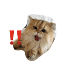 猫写真。キャロルとルカ（個別スタンプ：1）