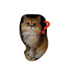 猫写真。キャロルとルカ（個別スタンプ：2）