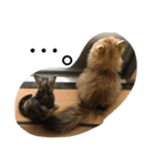 猫写真。キャロルとルカ（個別スタンプ：3）