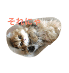 猫写真。キャロルとルカ（個別スタンプ：5）