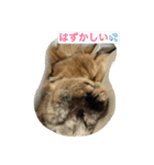 猫写真。キャロルとルカ（個別スタンプ：6）