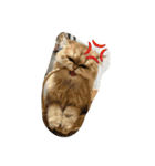 猫写真。キャロルとルカ（個別スタンプ：7）