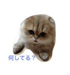 猫写真。キャロルとルカ（個別スタンプ：8）