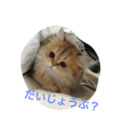 猫写真。キャロルとルカ（個別スタンプ：9）