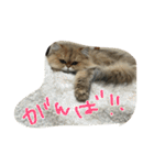 猫写真。キャロルとルカ（個別スタンプ：10）