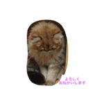 猫写真。キャロルとルカ（個別スタンプ：11）