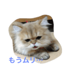 猫写真。キャロルとルカ（個別スタンプ：12）