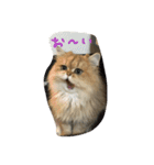 猫写真。キャロルとルカ（個別スタンプ：13）