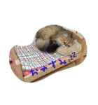 猫写真。キャロルとルカ（個別スタンプ：15）
