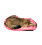 猫写真。キャロルとルカ（個別スタンプ：16）