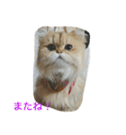 猫写真。キャロルとルカ（個別スタンプ：17）