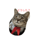 猫写真。キャロルとルカ（個別スタンプ：19）