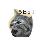 猫写真。キャロルとルカ（個別スタンプ：20）