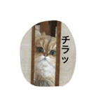 猫写真。キャロルとルカ（個別スタンプ：21）