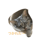 猫写真。キャロルとルカ（個別スタンプ：22）
