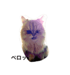 猫写真。キャロルとルカ（個別スタンプ：23）