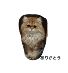猫写真。キャロルとルカ（個別スタンプ：24）