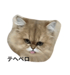 猫写真。キャロルとルカ（個別スタンプ：25）