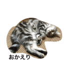 猫写真。キャロルとルカ（個別スタンプ：26）