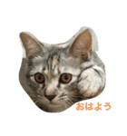 猫写真。キャロルとルカ（個別スタンプ：28）
