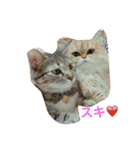 猫写真。キャロルとルカ（個別スタンプ：30）