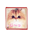 猫写真。キャロルとルカ（個別スタンプ：31）