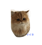 猫写真。キャロルとルカ（個別スタンプ：34）