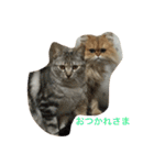 猫写真。キャロルとルカ（個別スタンプ：35）