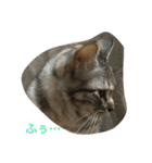 猫写真。キャロルとルカ（個別スタンプ：36）