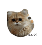 猫写真。キャロルとルカ（個別スタンプ：37）